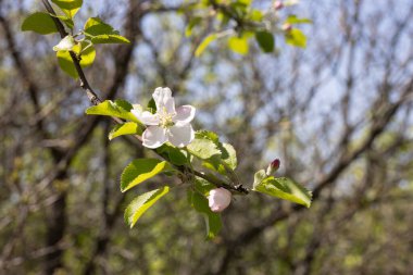 Mahaleb Cherry bitkisi (Prunus mahaleb)
