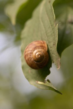 Bir Salyangoz Kabuğunun (Amphicyclotus doku dokusu)