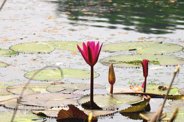 Yumuşak pembe taç yaprakları, sakin ve yansıtıcı suların üzerinde yavaşça açar. Renk ve doğanın mükemmel bir uyumunu yaratır..