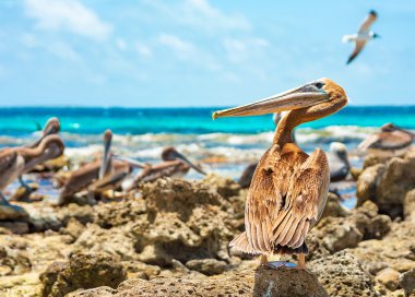 Onun plaj görevlisi Pelikan saatler