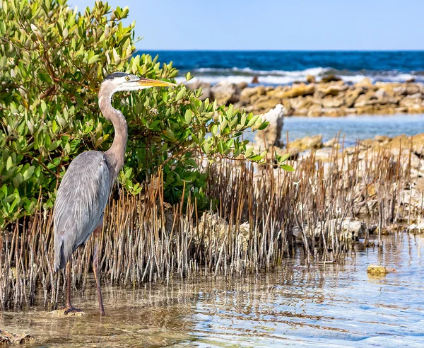 Heron gömd i sockerrör snår — Stockfoto