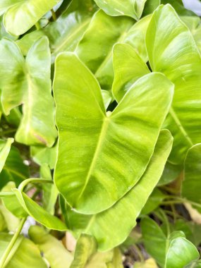 Canlı yeşil Philodendron Burle Marx yakın planda ayrılıyor. Güzel tropikal kalp şeklinde yeşillikler, doğa için mükemmel, kapalı alanda bahçe işleri, ve botanik arka plan temaları. Yüksek kalite.