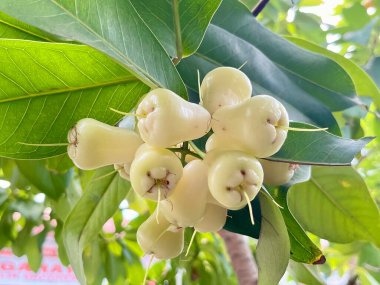 Taze beyaz balmumu elması ya da bir ağaç dalında asılı syzygium samarangense tropikal bir bahçede yemyeşil yapraklarla yaz mevsiminde organik sağlıklı meyve çerezi gibi hasada hazır.