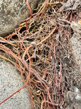 Gri taş çatlaklar ve beton duvarlar arasında büyüyen karmaşık kahverengi bitki köklerinin doğal arka planı açık alanda doğal bitki örtüsünün soyut dokusunu oluşturuyor.