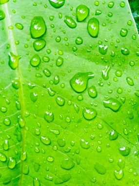 Çevre konsepti için doğa dokusu arka planının tropikal bahçe makro fotoğrafçılığında yağmurdan sonra taze suyla yeşil yaprak düşer.