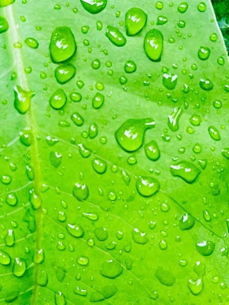 Çevre konsepti için doğa dokusu arka planının tropikal bahçe makro fotoğrafçılığında yağmurdan sonra taze suyla yeşil yaprak düşer.