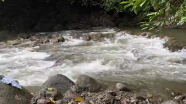 Yoğun yeşil orman ormanlarında kayaların üzerinden akan tatlı suyla sabah vakti doğa arka planı ve manzara videosu için verimli yeşillik ve doğal çevre ile tropikal nehir akıntısı.