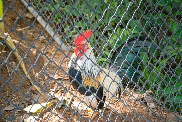 Ayam terjebak dalam kandang di kebun binatang — Stok Foto