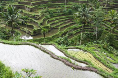 Kırsal kesimde pirinç terasları
