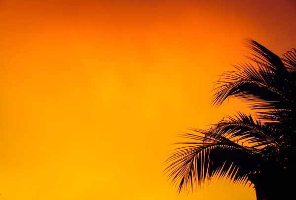 Schwarze Blattpalme mit orangefarbenem Hintergrund — Stockfoto