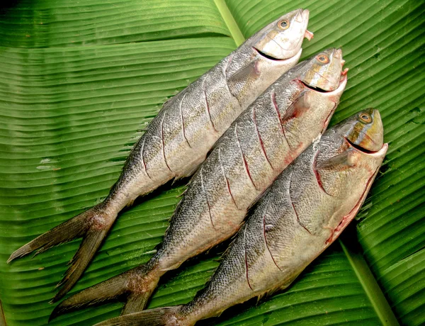 Poisson frais sur la feuille verte — Photo