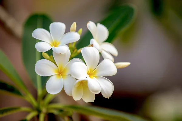 白梅香花 — 图库照片