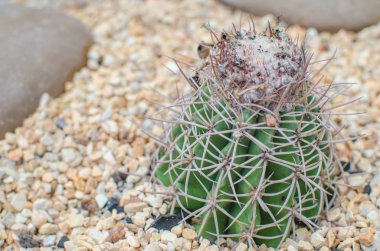 çakıl üzerine yeşil kaktüs kapatın