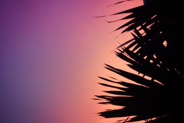 pembe mor zemin üzerine siyah palmiye ağacı