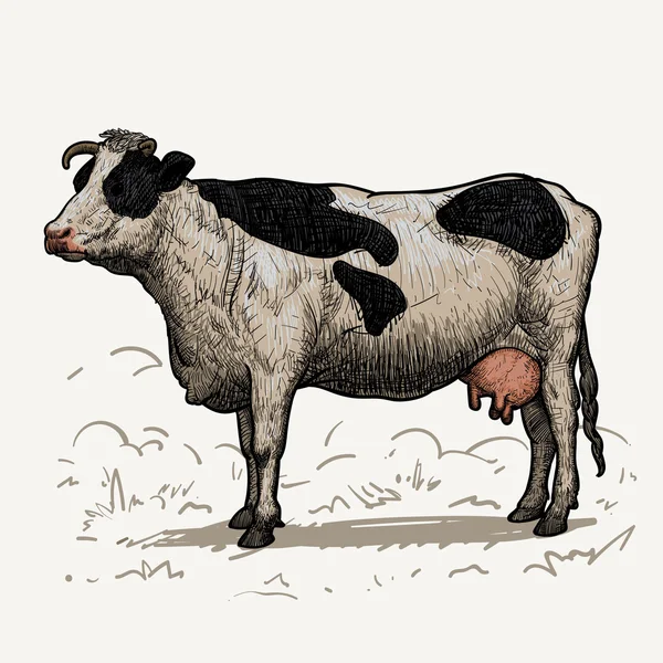 Vaca blanca con cuernos y manchas negras. Ilustración vectorial — Vector de stock