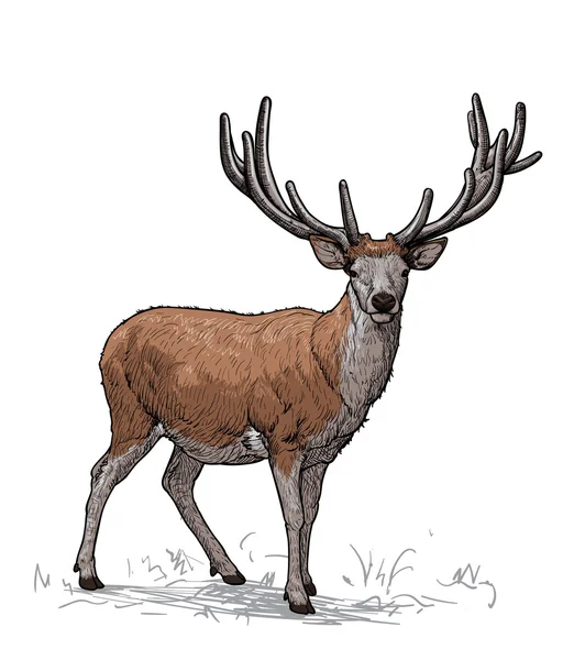 Fier cerf à cornes. Illustration vectorielle — Image vectorielle