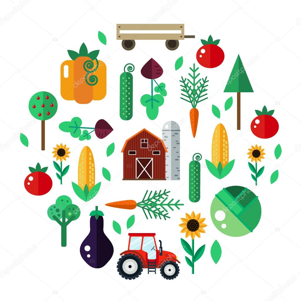 Farm with tractor, vegetables, barn, trees, sunflowers. Farm vector