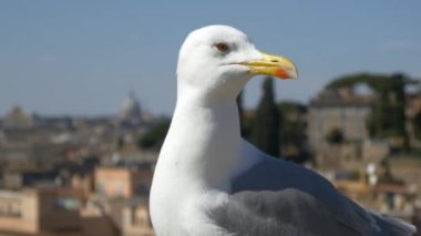 Kameraya bakarak martı