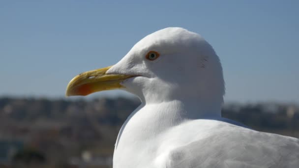 Gaviota mirando a la cámara — Vídeo de stock