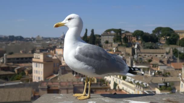 Seagull kijken naar de camera — Stockvideo