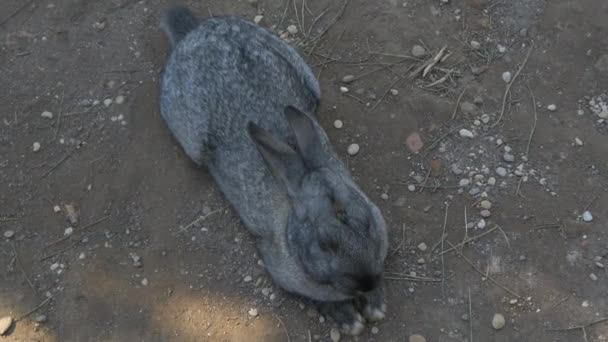 Conejo sentado en el suelo — Vídeos de Stock