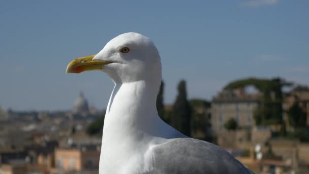 Seagull looking at the camera — Stock Video