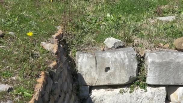 トカゲが石の上で日光浴 — ストック動画