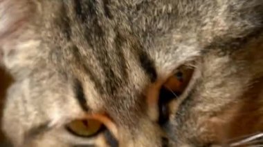 kızgın görünümlü kedi