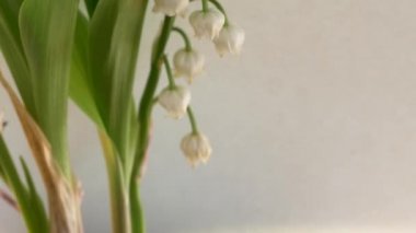 Zambak vadideki ışık arka plan üzerinde 