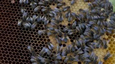 Arılar bal yapan arı kovanı üzerinde 