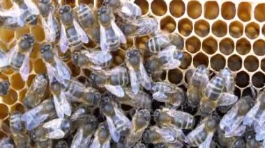 Arılar bal yapan arı kovanı üzerinde 