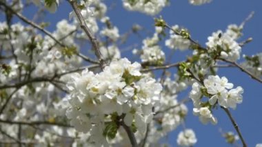 kiraz çiçeği ağacı