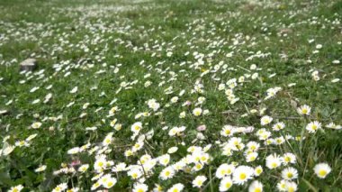 tam beyaz çiçek alan