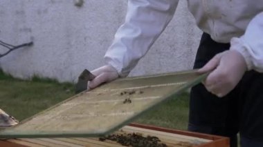 Arıcı ile kovan arı