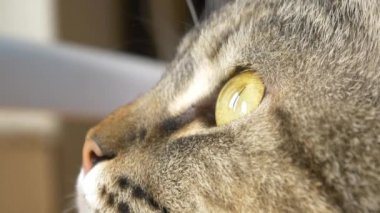 kızgın görünümlü kedi