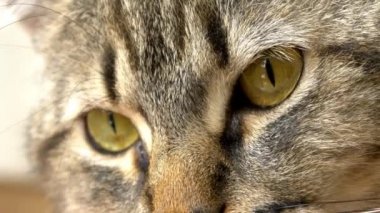 kızgın görünümlü kedi