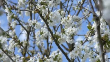 kiraz çiçeği ağacı