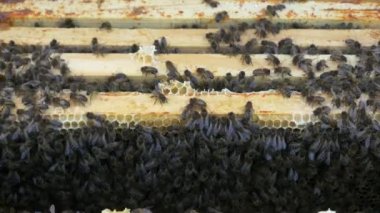 Arılar bal yapan arı kovanı üzerinde 