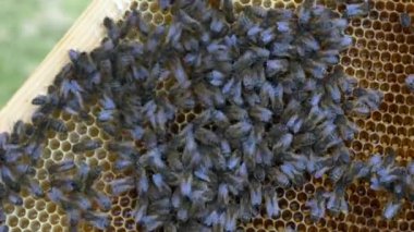 Arılar bal yapan arı kovanı üzerinde 