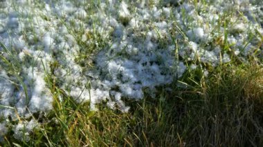  Karlı yeşil çimen