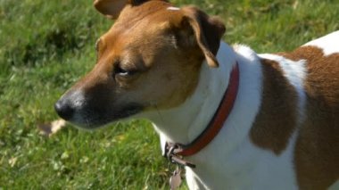 Köpek kameraya bakıyor.