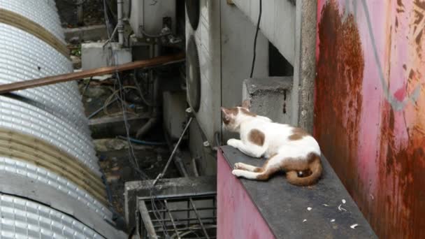 Perro en la ciudad pobre de Asia — Vídeo de stock