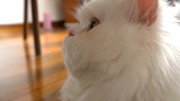 chat jouer et regarder la caméra 
