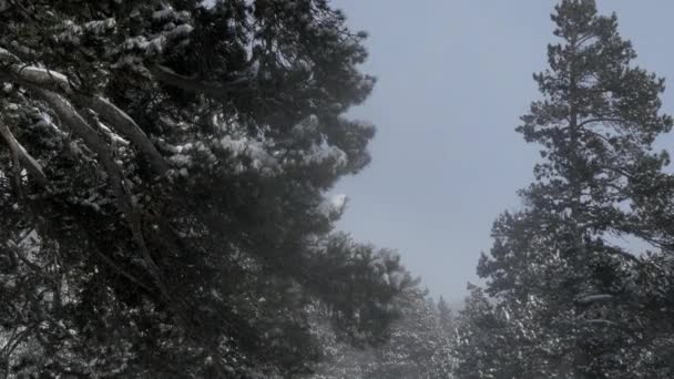 Chute de neige dans un parc d'hiver 