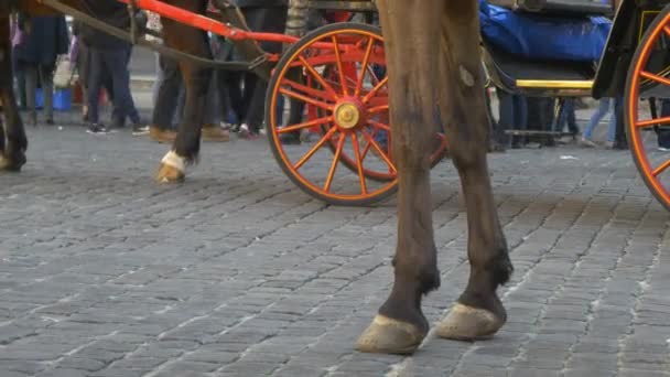 Carruaje de caballos en Roma, Italia — Vídeos de Stock