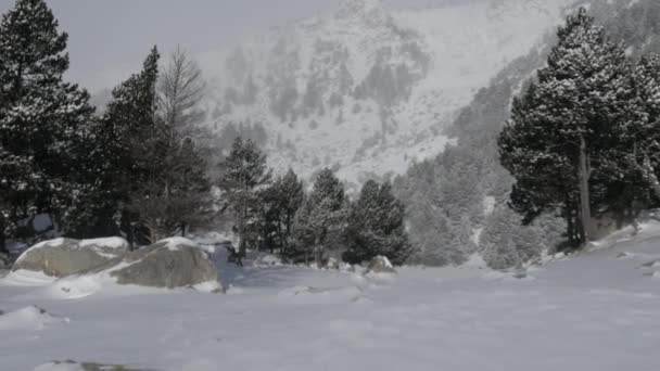 Caduta della neve in un parco invernale — Video Stock