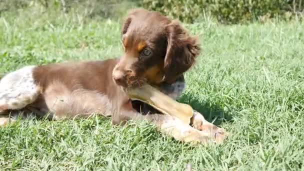 Hund äta ben — Stockvideo