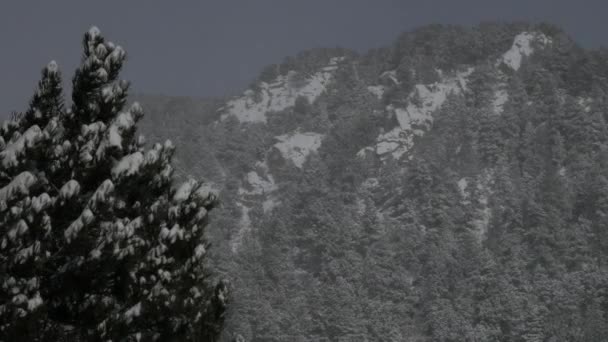 Nieve cayendo en un parque de invierno — Vídeo de stock