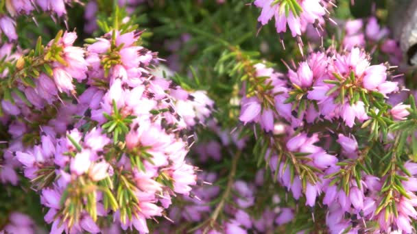 Lila blühende Blumen — Stockvideo