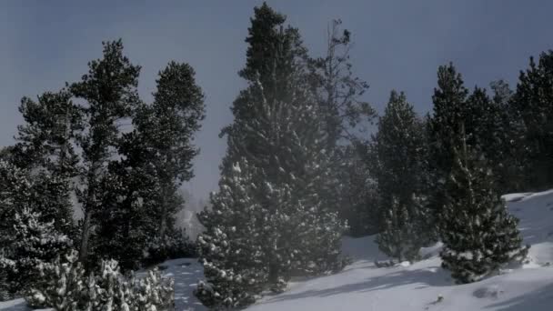 Nieve cayendo en un parque de invierno — Vídeo de stock